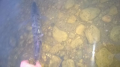 Sandacz 4