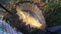Karp