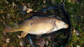 Karp 2
