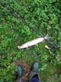 Pike 1