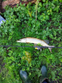 Pike 2