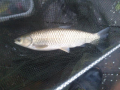 Amur majowy