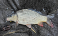 Karpik