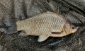 Japoniec 1,3kg