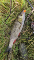 Kleń