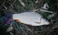 Karpik pełnołuski