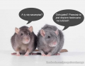 Czarny humor