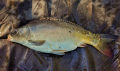 Karp