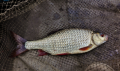 Płoć na pellet waggler