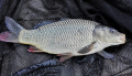 Pełnołuskacz