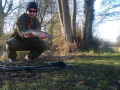 Sea Trout