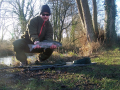 Rainbow trout