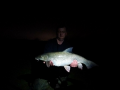 Brzana 12.95 lb, 78 cm