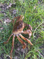 Krab 25.03.2017