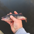 Okoń