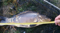Karpik