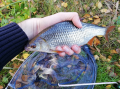 Płotka
