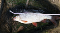 Płoć 34 cm PB