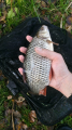 Waggler 3.11 (3)