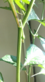 Habanero