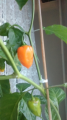 Habanero 2