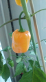 Habanero 3