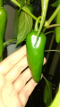 Jalapeno