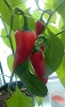Jalapeno 2