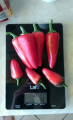 Jalapeno 3