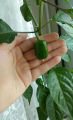Habanero owoc