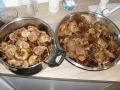 Opieńki