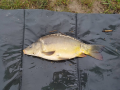 Karp