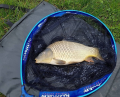 Karp