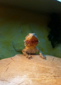 Agama