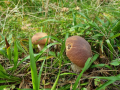 Boletus edulis