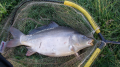 Karp