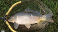 Karp
