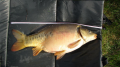 Karp