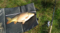 Karp