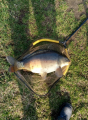 Karp