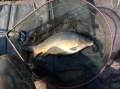 Karp