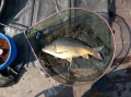 Karp