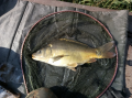Karp