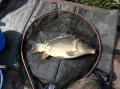Karp