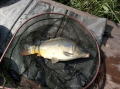 Karp