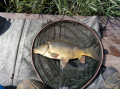 Karp
