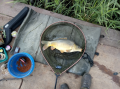 Karp