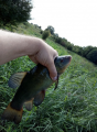 karp