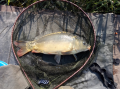 Karp