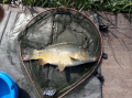 Karp